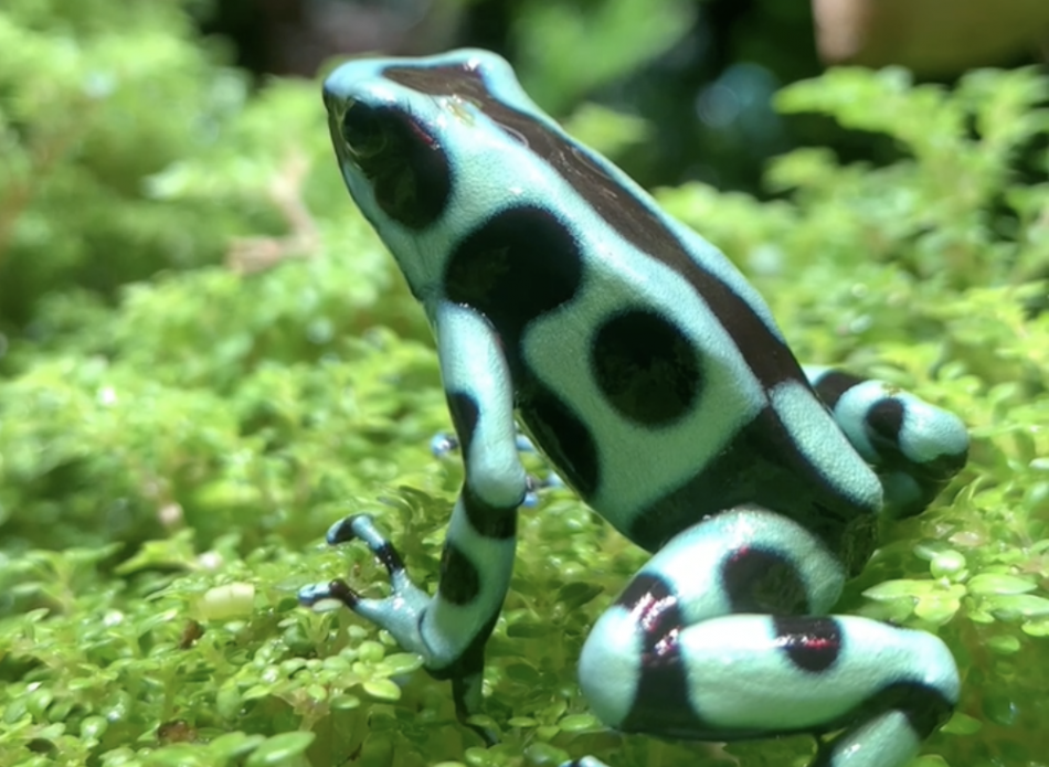 В Ленинградском зоопарке показали красочных тропических лягушек